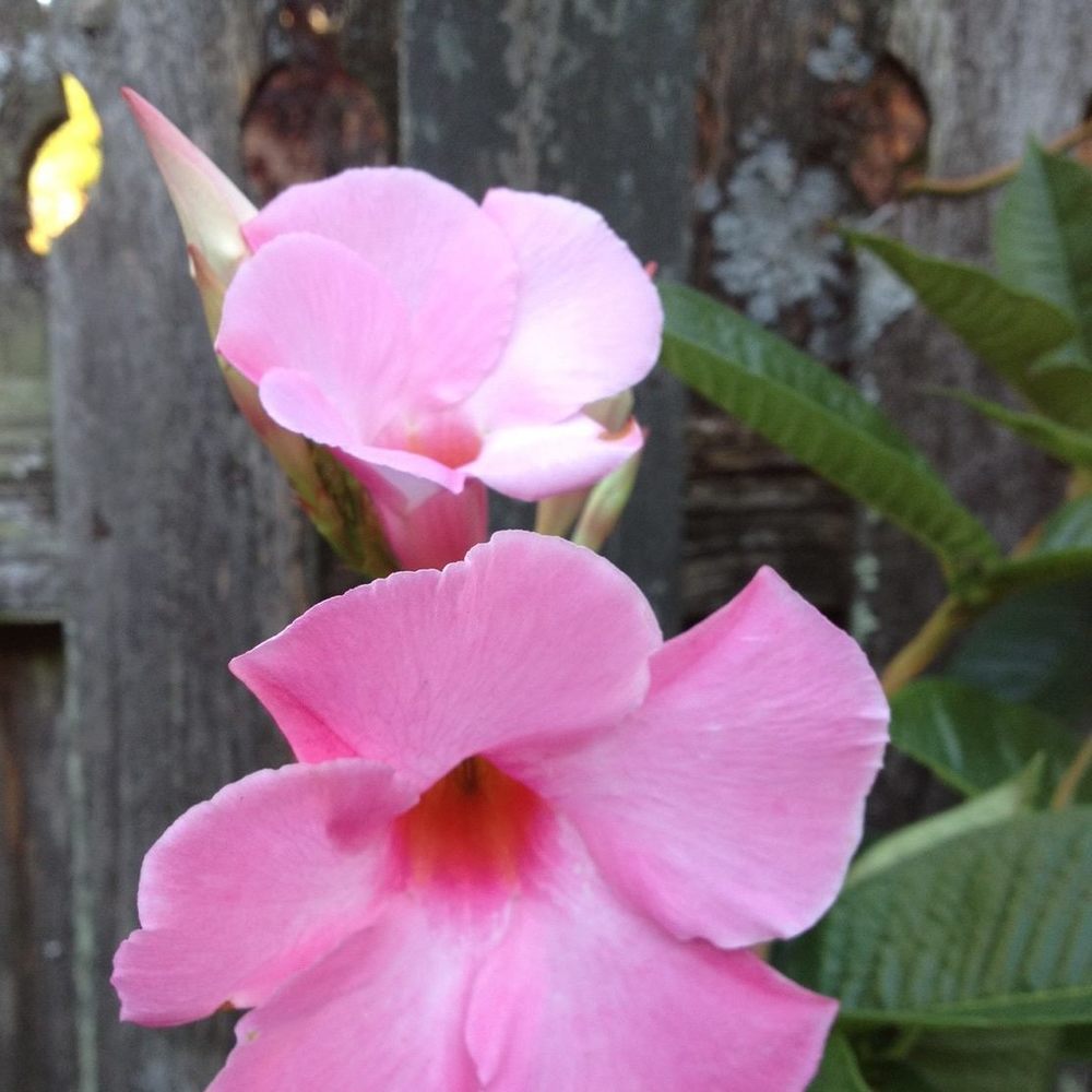 Meet your Posher, Ardth